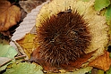 Parco Europa Autunno_059